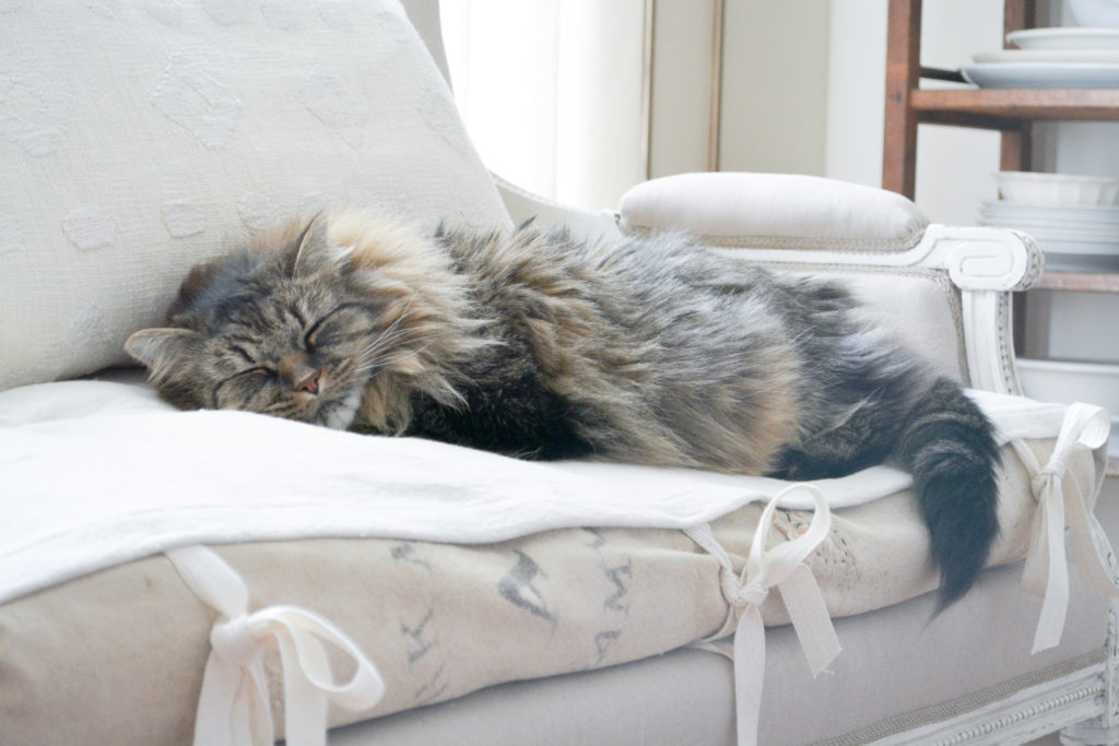 sweet kitty on french deconstructed bench