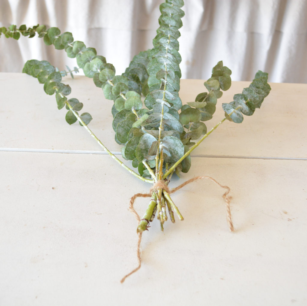 A bundle of eucalyptus tied for drying