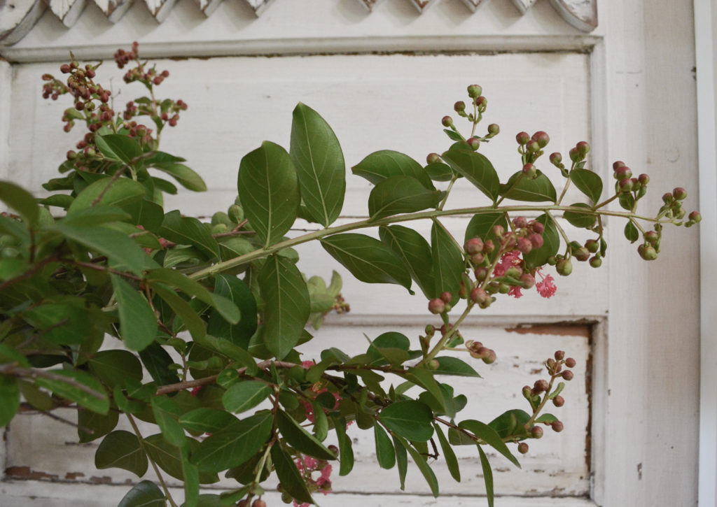 crape myrtle branches